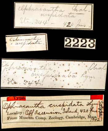 Media type: image; Invertebrate Zoology OPH-1942 Aspect: labels